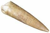 Fossil Plesiosaur (Zarafasaura) Tooth - Morocco #287154-1